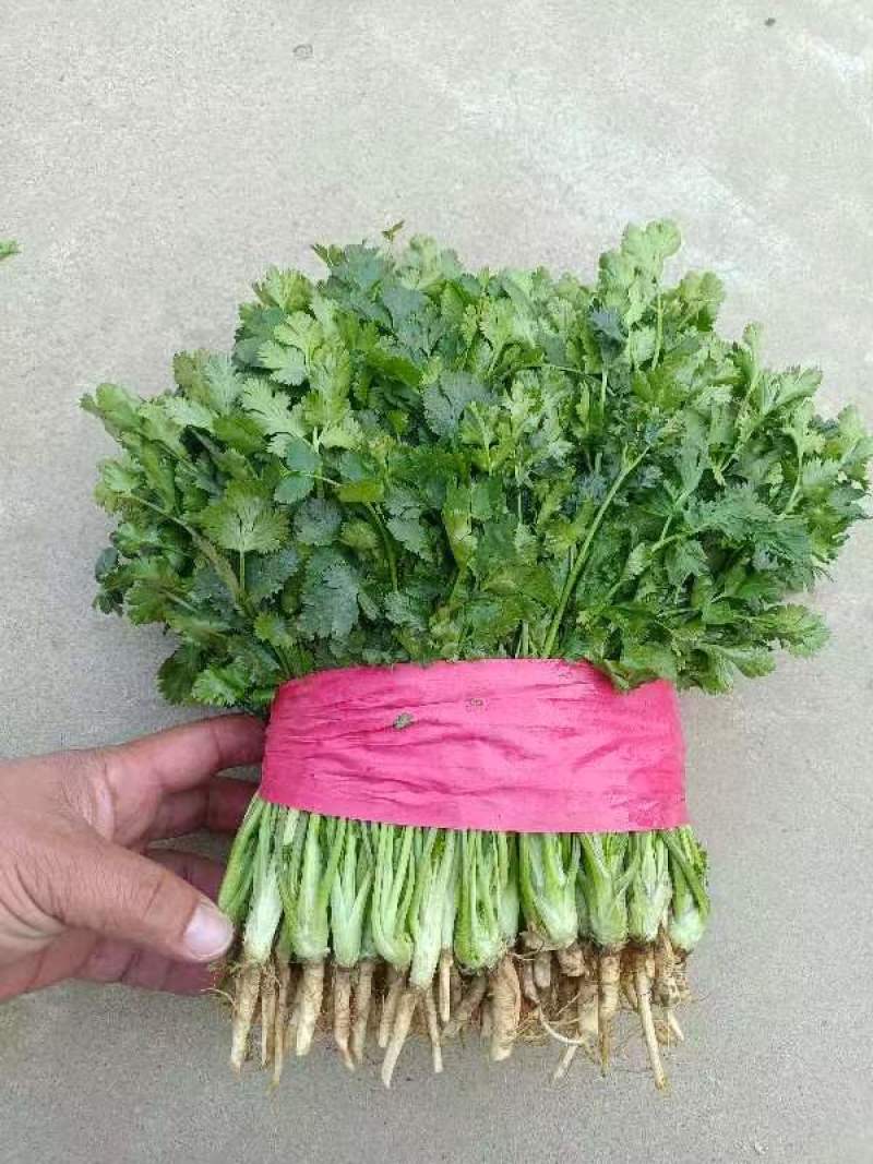金乡大叶香菜20~30厘米质优价廉单县香菜新苗上市