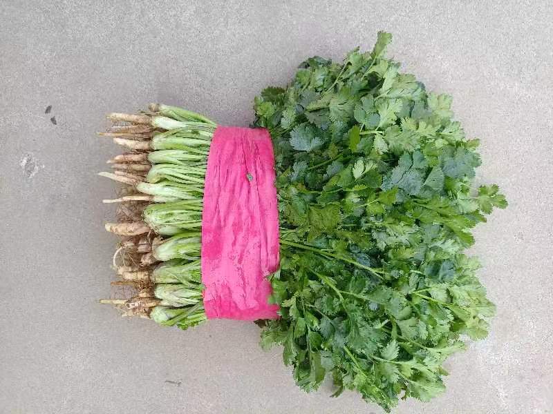 金乡大叶香菜20~30厘米质优价廉单县香菜新苗上市