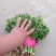 金乡大叶香菜20~30厘米质优价廉单县香菜新苗上市