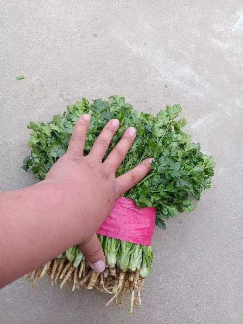 金乡大叶香菜20~30厘米质优价廉单县香菜新苗上市