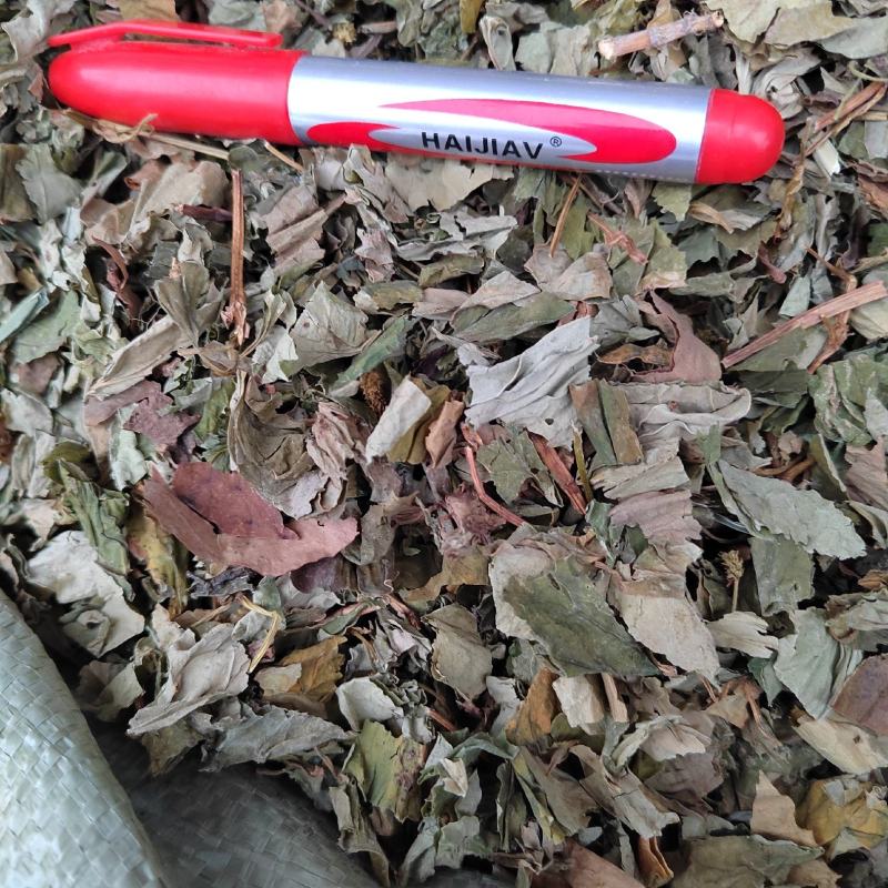 鱼腥草，野生水洗扎把鱼腥草，入药凉茶之佳品