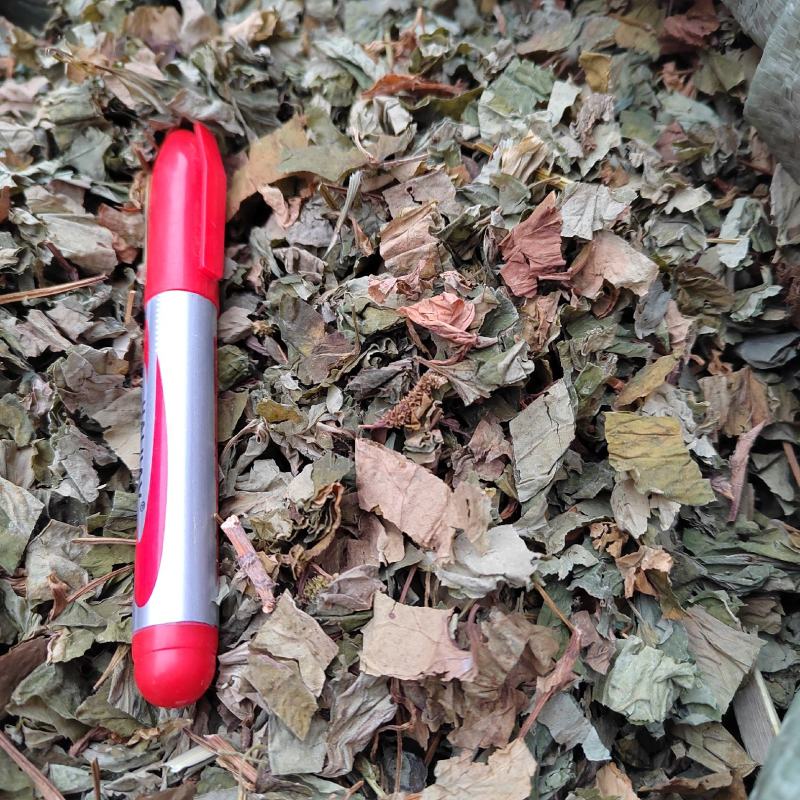 鱼腥草，野生水洗扎把鱼腥草，入药凉茶之佳品