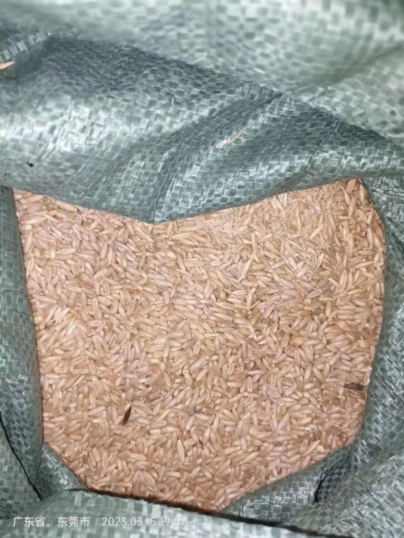 皮燕麦