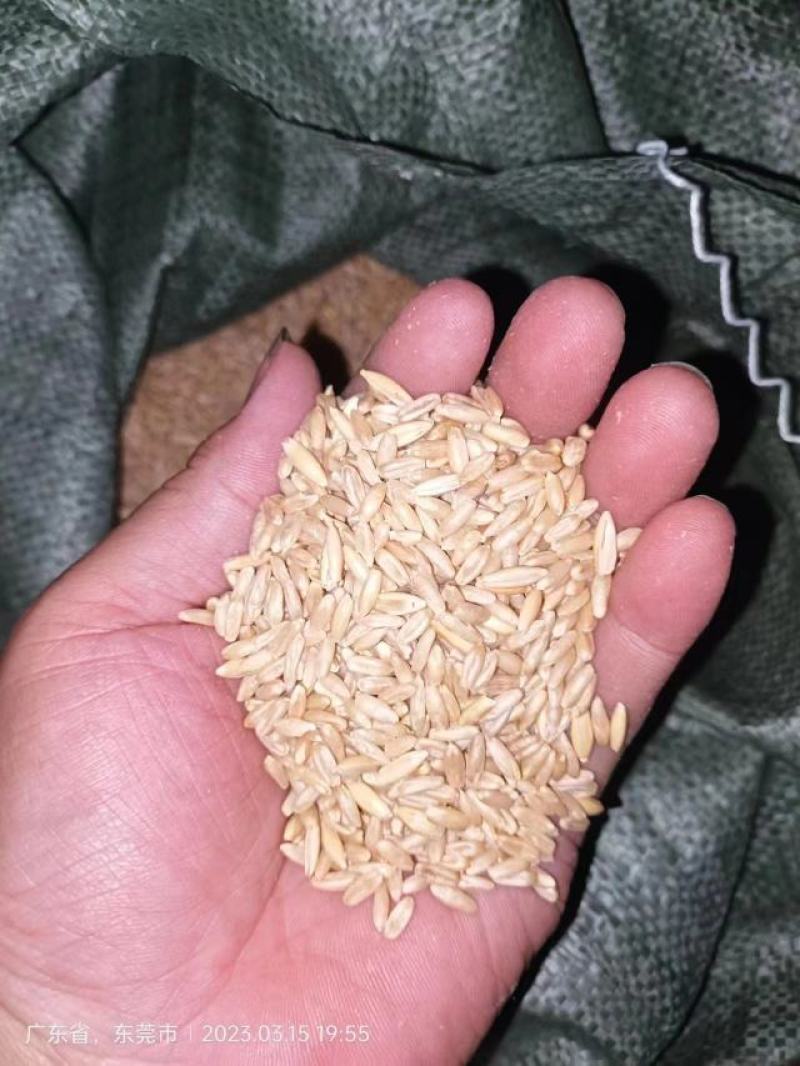 皮燕麦