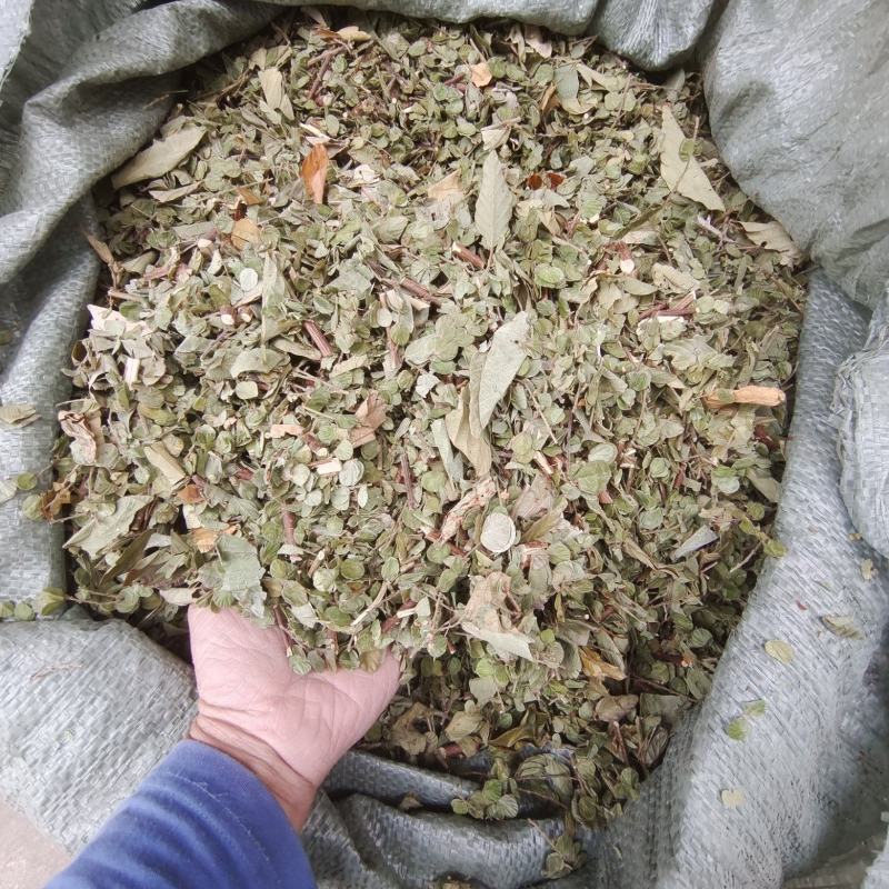 排钱草大量有货，欢迎新老客户前来合作，量大优惠