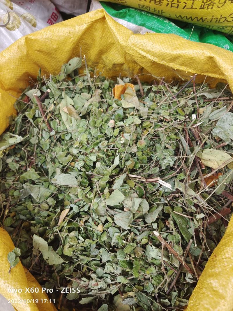 排钱草大量有货，欢迎新老客户前来合作，量大优惠