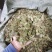 排钱草大量有货，欢迎新老客户前来合作，量大优惠