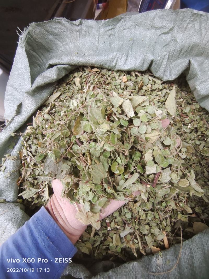 排钱草大量有货，欢迎新老客户前来合作，量大优惠