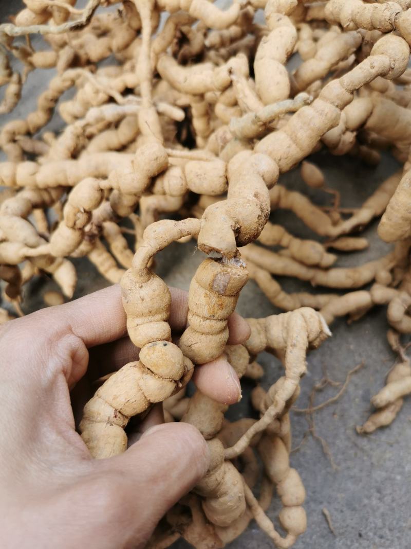 紫肉结珠老巴戟