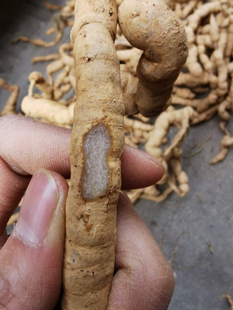 紫肉结珠老巴戟