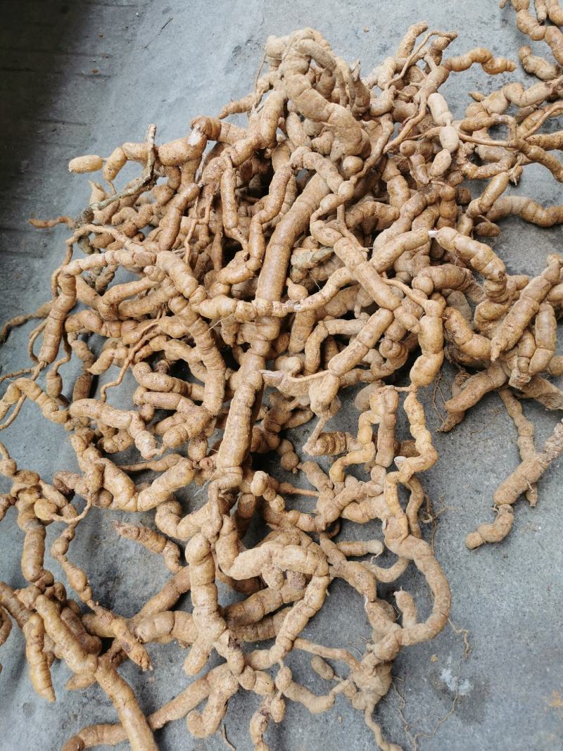 紫肉结珠老巴戟