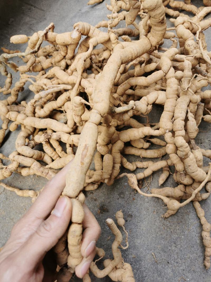紫肉结珠老巴戟
