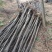 香花槐