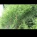 出售崖柏树叶，香叶