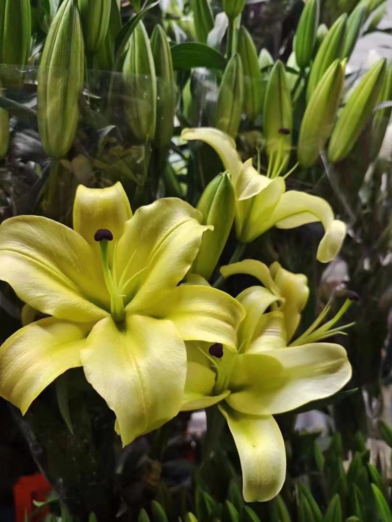 百合种球，拿货价格漂亮