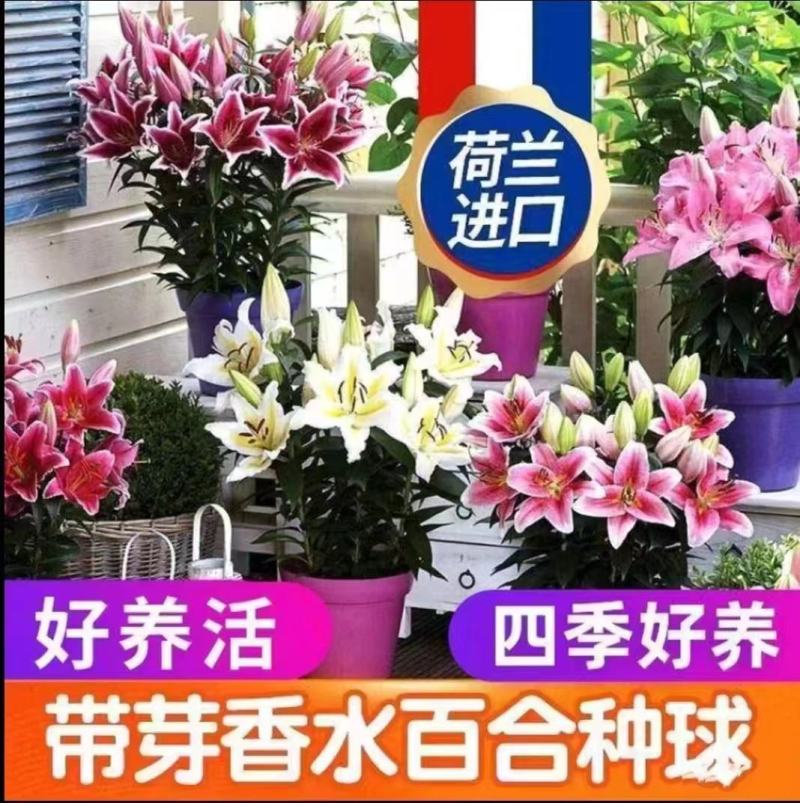 百合种球，拿货价格漂亮