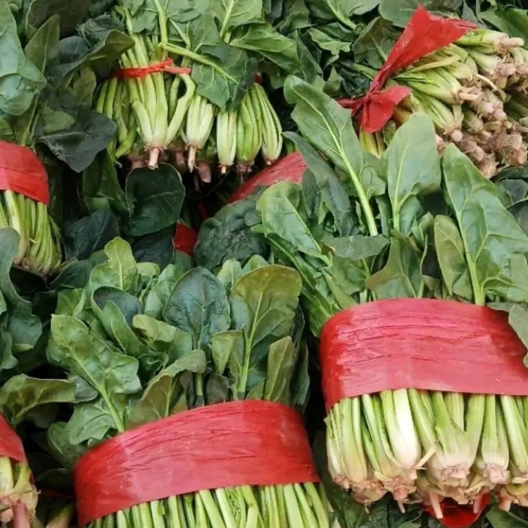 【热销】精品菠菜 大量上市 对接各大商超 电商平台