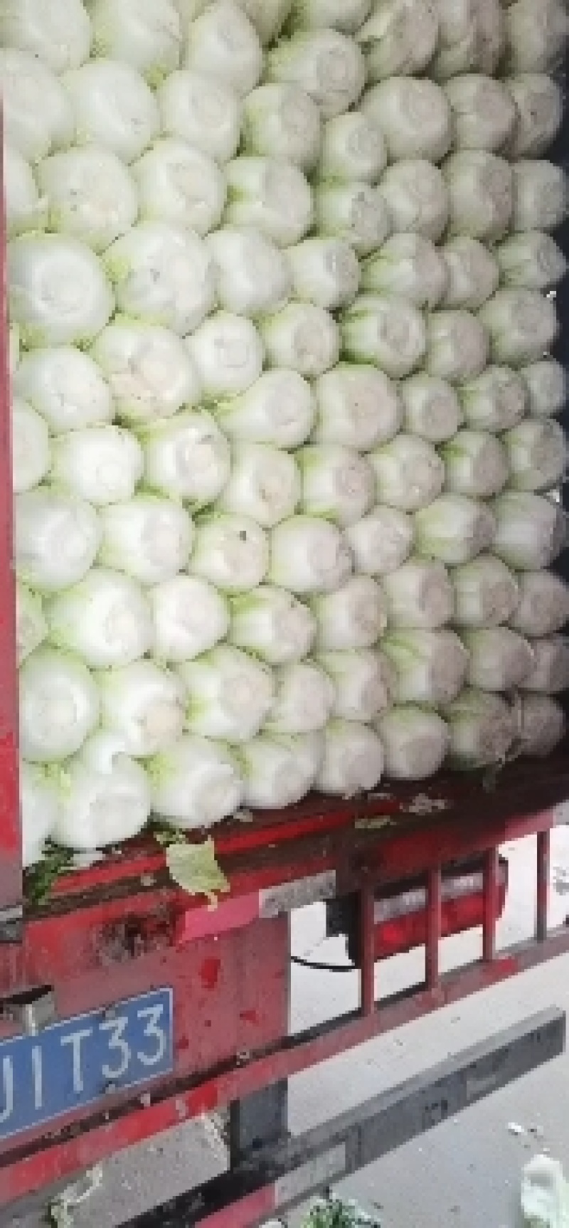 万亩精品黄心大白菜大量上市货源充足4到6斤合作共赢！