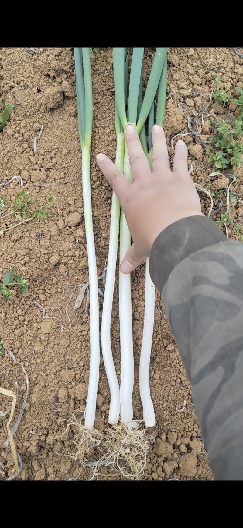 大葱