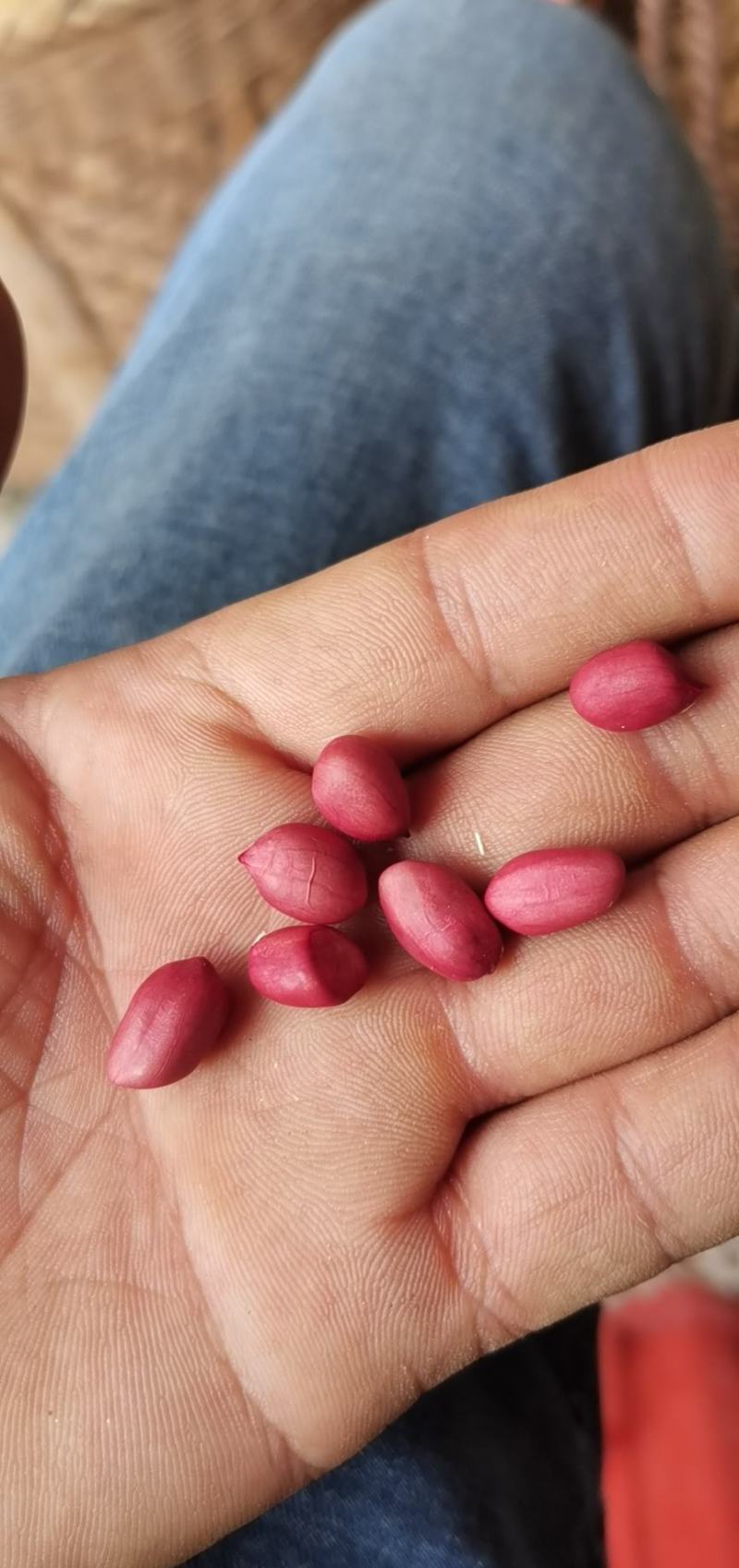 紫苏叶，紫苏杆，大米，万寿贡米