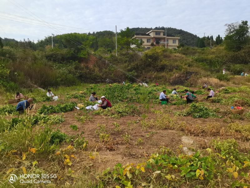 紫苏叶，紫苏杆，大米，万寿贡米