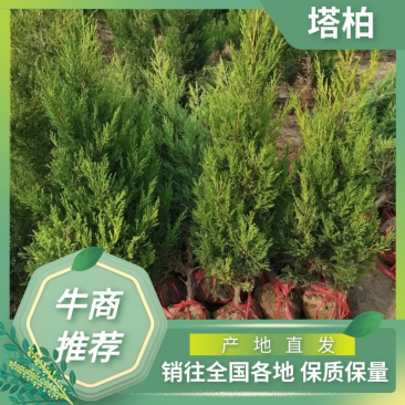 四季常青1.8米塔柏色块拼接绿篱搭配景观打造