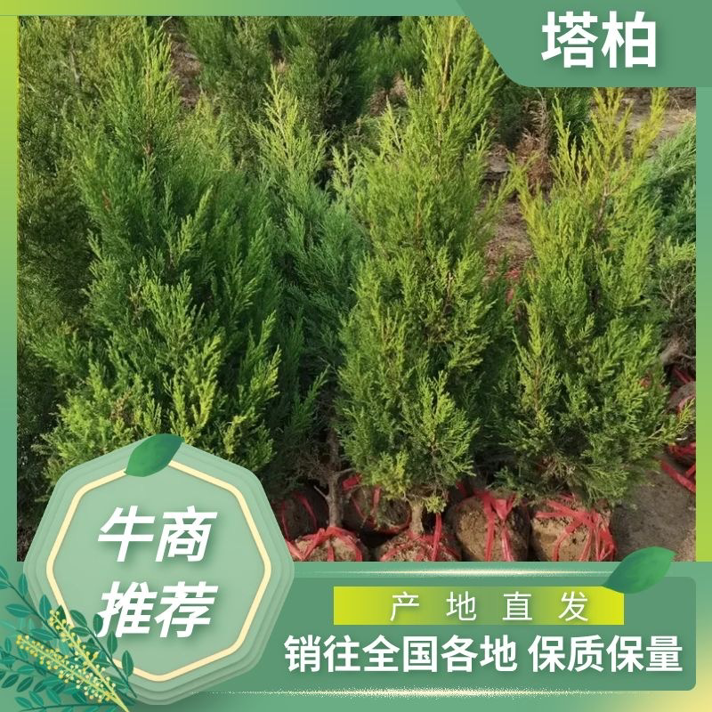 四季常青1.8米塔柏色块拼接绿篱搭配景观打造