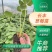 【牛商推荐】长丰优质红颜草莓苗基地现货直发欢迎致电订购