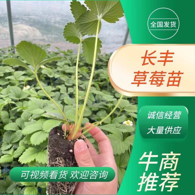 【牛商推荐】长丰优质红颜草莓苗基地现货直发欢迎致电订购