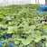 【牛商推荐】长丰优质红颜草莓苗基地现货直发欢迎致电订购