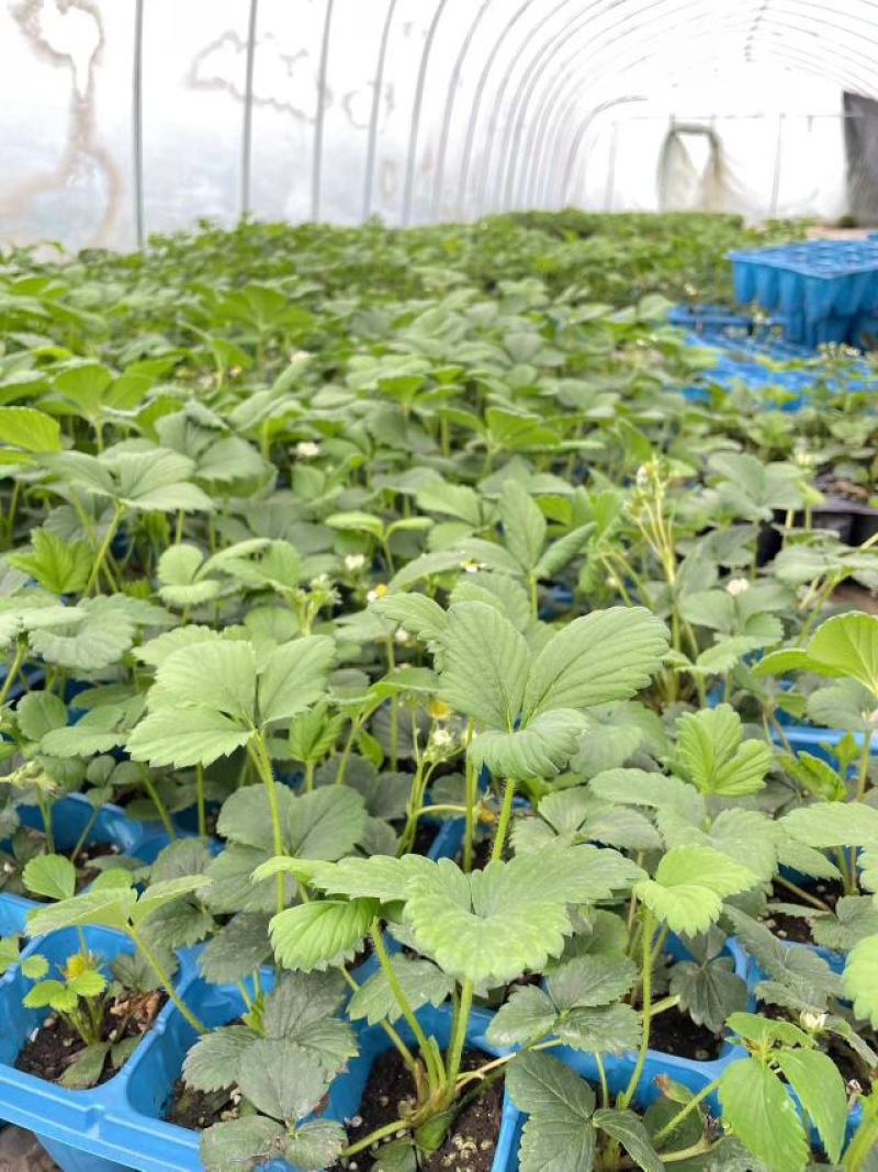 【牛商推荐】长丰优质红颜草莓苗基地现货直发欢迎致电订购