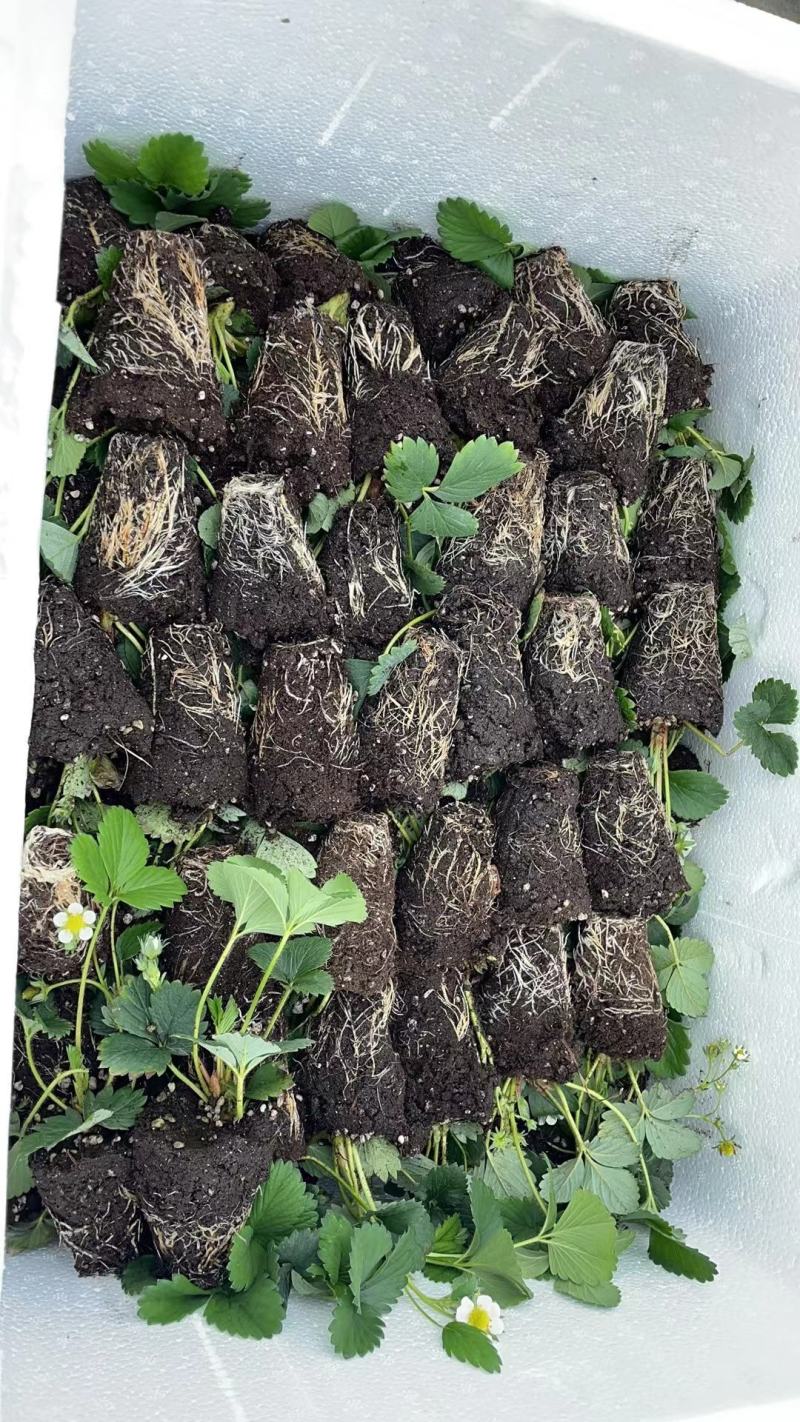 【牛商推荐】长丰优质红颜草莓苗基地现货直发欢迎致电订购
