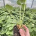 【牛商推荐】长丰优质红颜草莓苗基地现货直发欢迎致电订购
