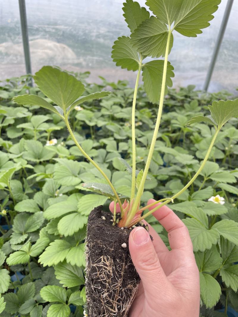 【牛商推荐】长丰优质红颜草莓苗基地现货直发欢迎致电订购