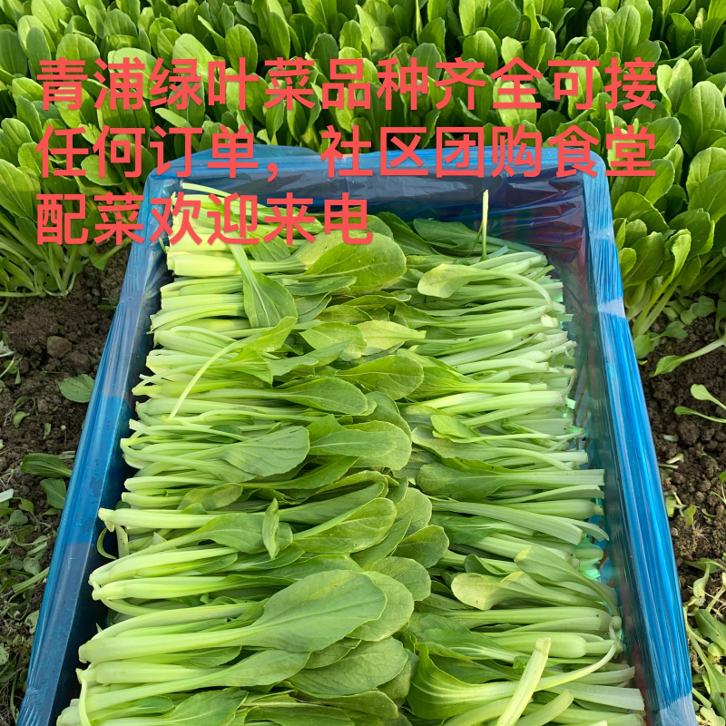 青浦两千亩绿叶菜供应基地，鸡毛菜不断货。