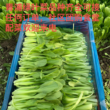 青浦千亩绿叶蔬菜资源，鸡毛菜为主其他绿叶菜也都有