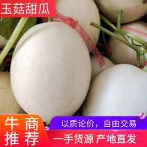 【实力】精品甜瓜玉菇甜瓜小白瓜欢迎选购视频