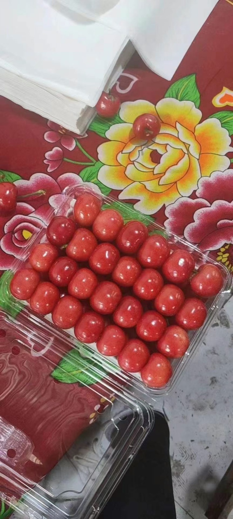精品樱桃山东美早樱桃大樱桃现货供应大量有货批发价低