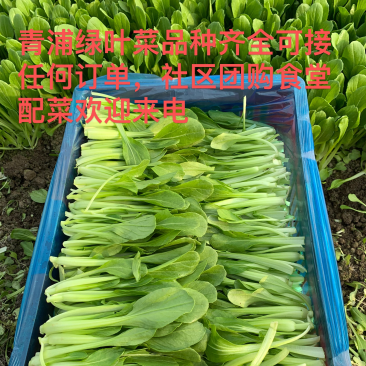 青浦鸡毛菜长年供应，可接社区团购，两千亩绿叶菜品种齐全
