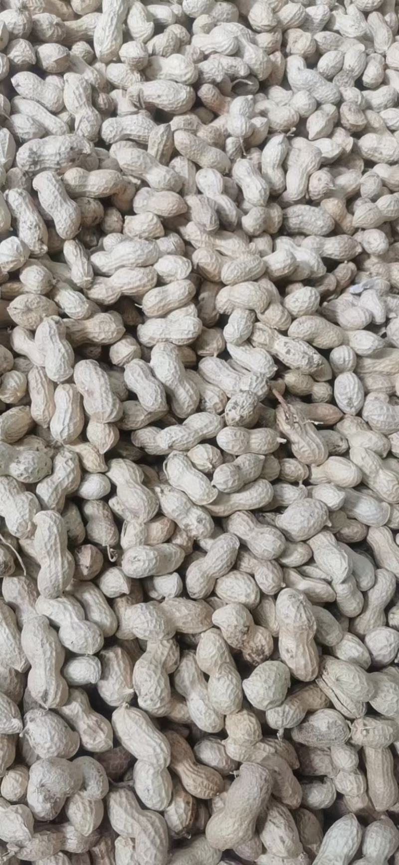 干花生花生种子花育25做种子做吵货精品手选果