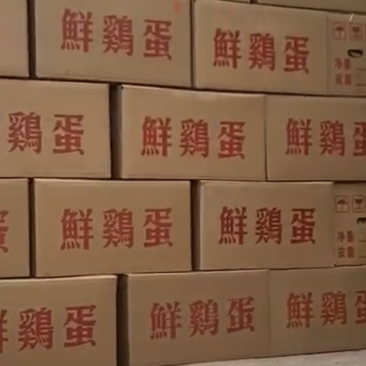 长年大量出售红壳蛋期待能长期合作稳定的客户来共同发财