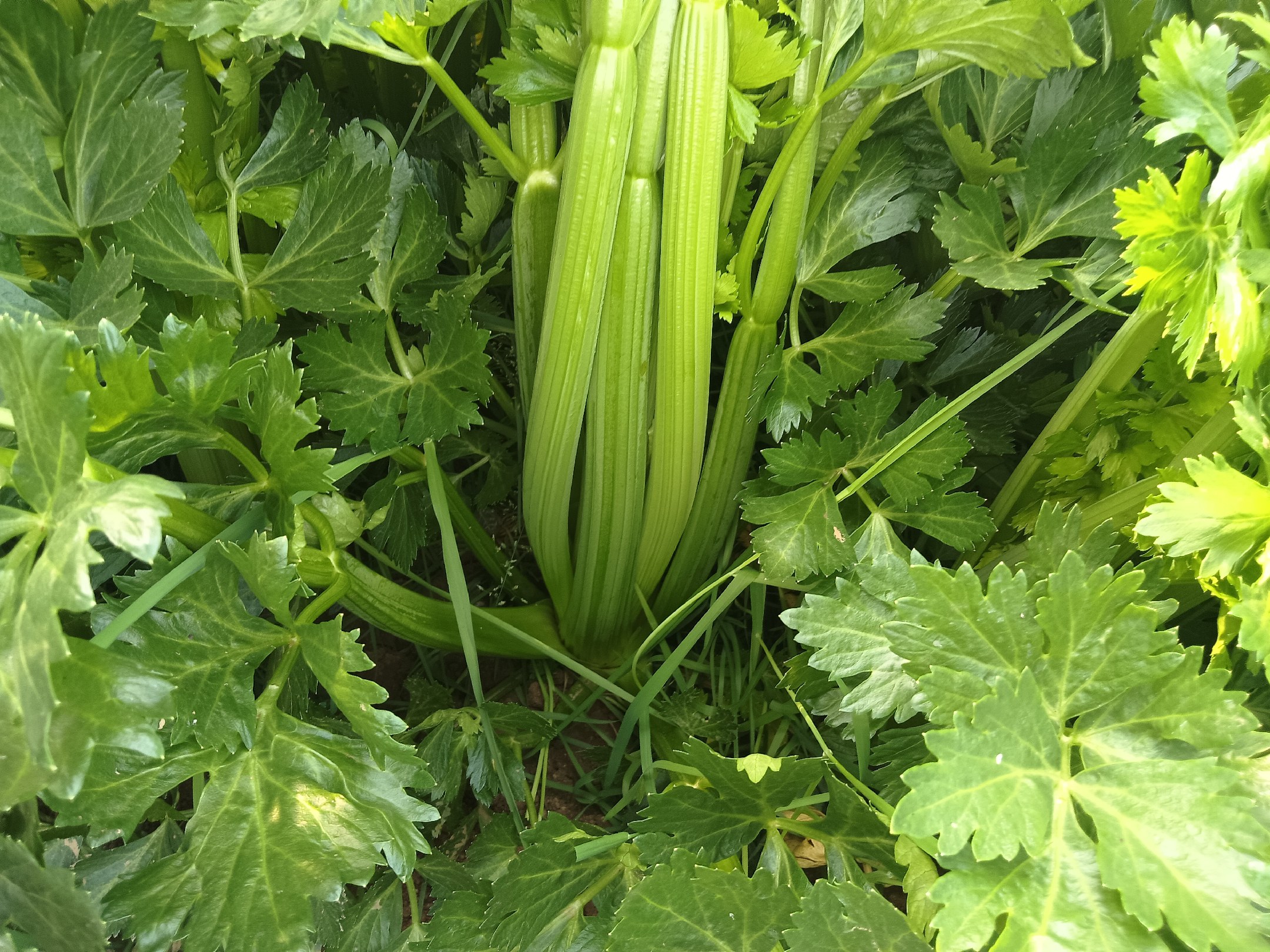 香芹、西芹与芹菜的植物分类对比