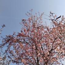 云南昆明低价出售米径6到18公分冬樱花树