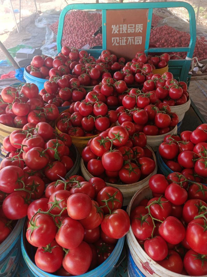 【推荐】精品硬粉西红柿代发供应超市，商店，市场，团建