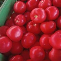 【推荐】精品硬粉西红柿供应超市，商店，市场，团建