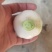 大量供应淮阳扒皮蒜，质量好价格低，欢迎全国客商实地考察