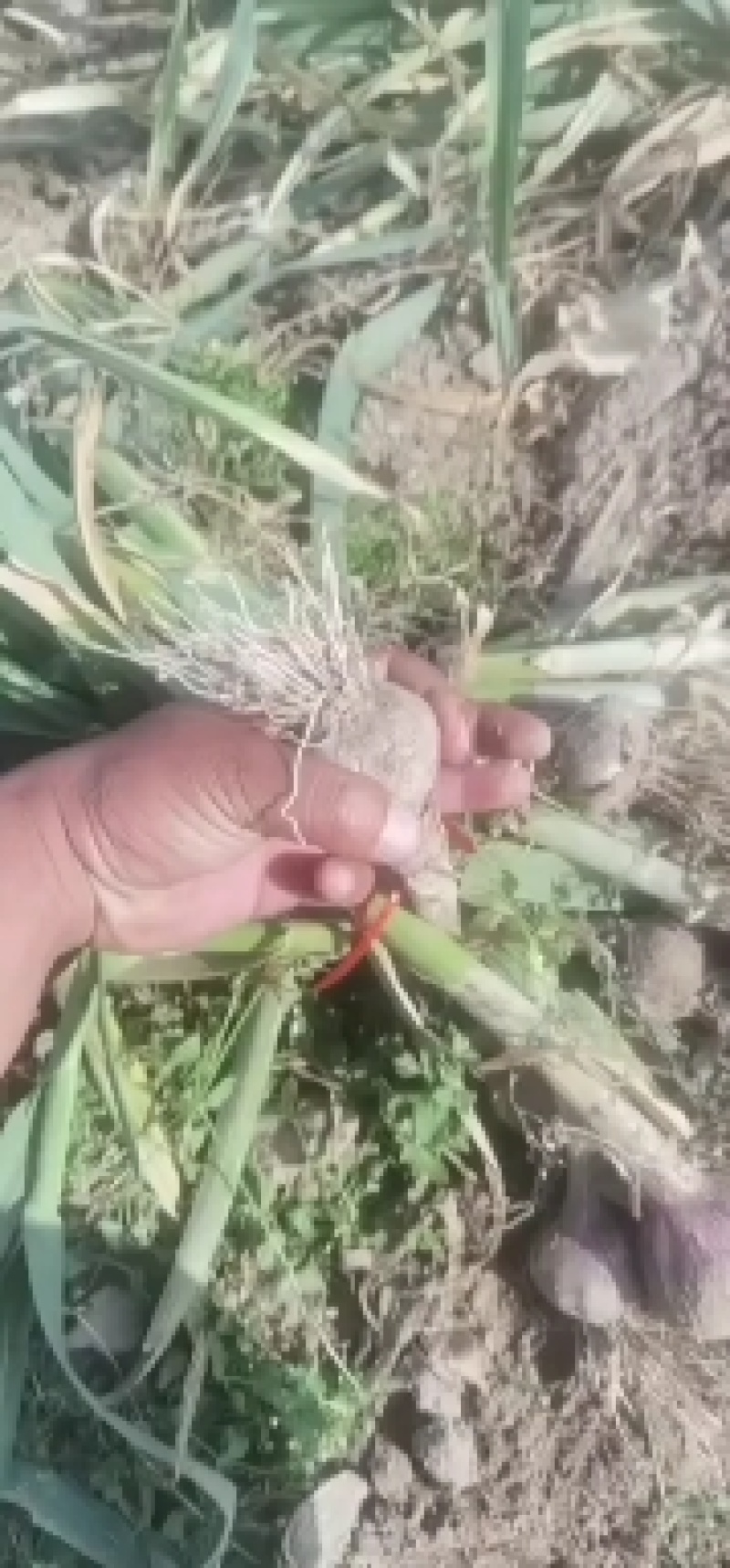 大量供应淮阳扒皮蒜，质量好价格低，欢迎全国客商实地考察