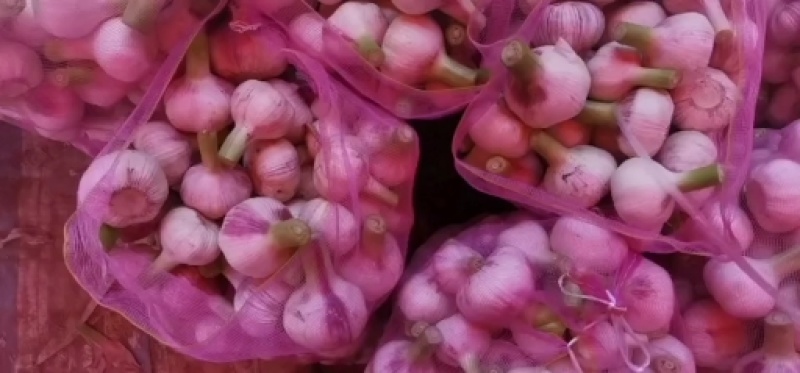 大量供应淮阳扒皮蒜，质量好价格低，欢迎全国客商实地考察
