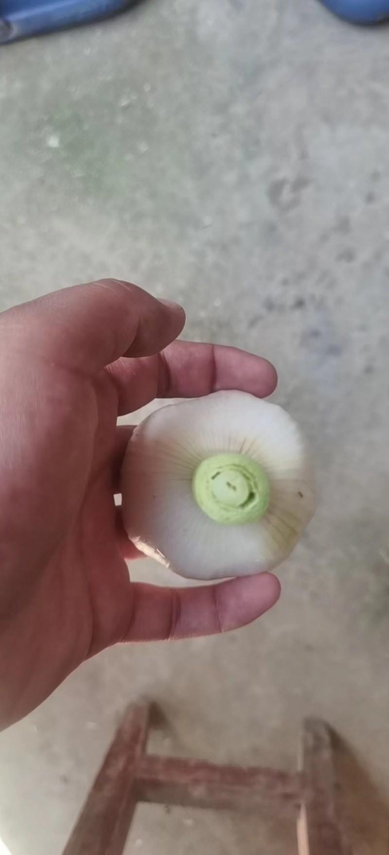 大量供应淮阳扒皮蒜，质量好价格低，欢迎全国客商实地考察