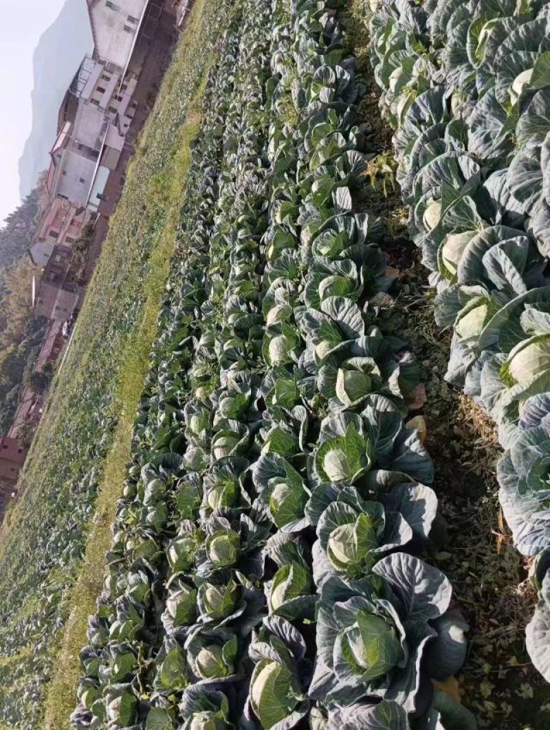 美丽甘蓝100亩上车价0.35个头2-3斤